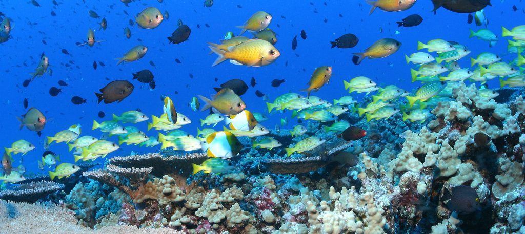 Foto de James Watt/NOAA