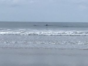 Delfines en Montañita. (Instagram)