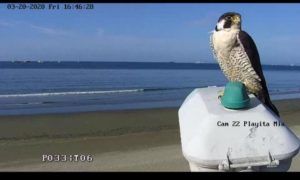 Halcón peregrino captado por una cámara en Manta (Municipio de Manta).