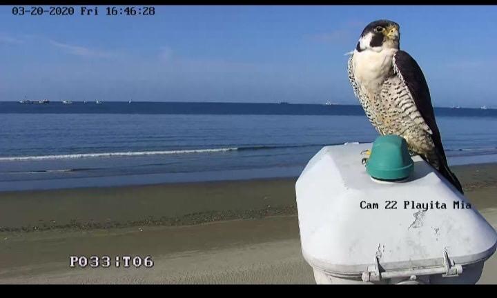 Halcón peregrino captado por una cámara en Manta (Municipio de Manta).